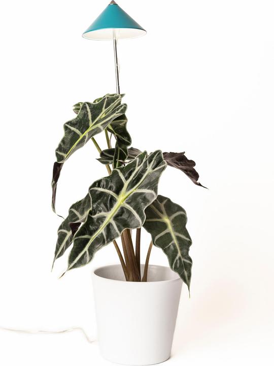 Actual product image Parus by Venso Sunlite (LED, 230 V)