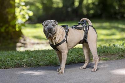 Productafbeelding PetSafe CareLift tilharnas (Hond, Algemeen)