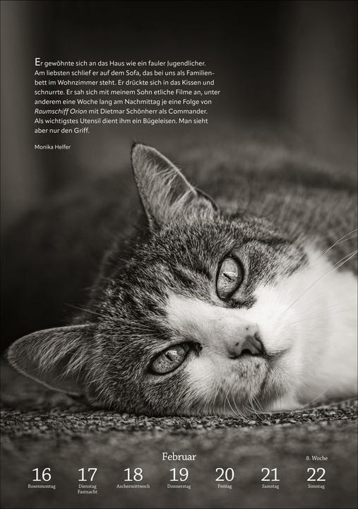 Actual product image Harenberg Literaturkalender Katzen Wochen-Kulturkalender 2026 (German)