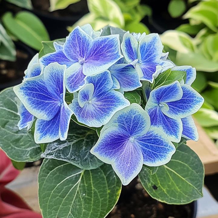 Actual product image Plant in a Box Hydrangea macrophylla Bavaria - Set of 3 hydrangeas (25 cm)