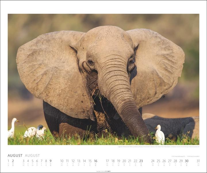Actual product image Elefanten Kalender 2026 (55 x 46 cm, German)