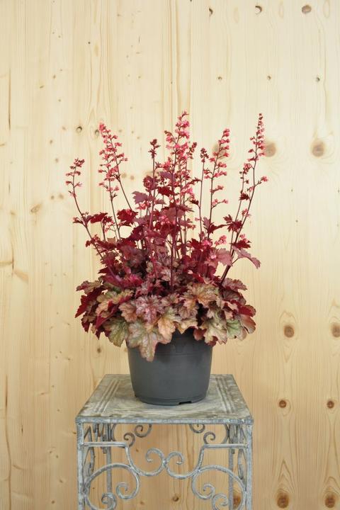 Produktbild Säntispracht Ein herbstblühendes Purpurglöckchen - Heuchera x brizoides 'Cinnamon Glaze' (40 cm)