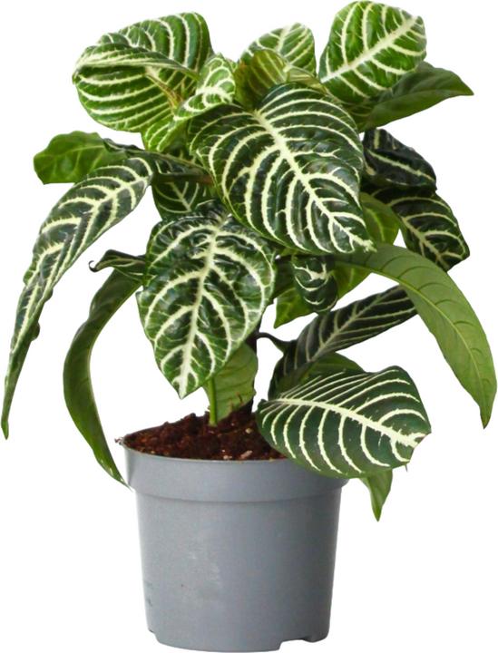 Image du produit Plant in a Box Aphelandra squarrosa Botanica - Herbe zébrée (25 cm)