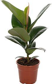 Produktbild Flowerbox 3er-Set Gummibaum - Ficus elastica "Robusta" (50 cm)