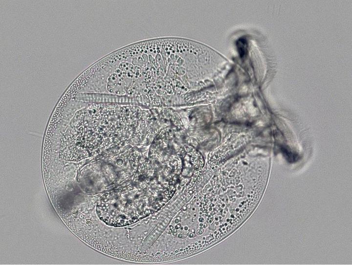 Actual product image Bresser Science TRM-301 Transmitted Light Microscope (23)