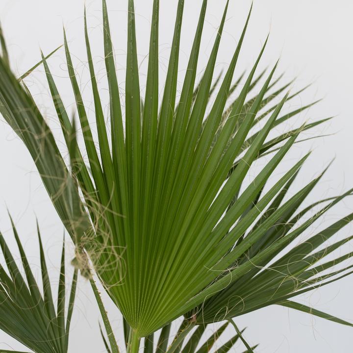 Actual product image Plant in a Box Washingtonia Robusta - Mexican fan palm (50 cm)