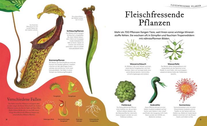 Produktbild Grosse und kleine Schätze der Natur. Pflanzen (Deutsch, Ben Hoare, 2023)