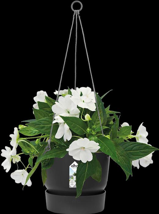 Immagine prodotto Elho Greenville (23.50 cm)