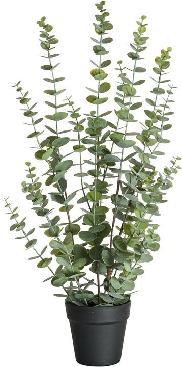 Actual product image Botanic-Haus Eucalyptus (76 cm)