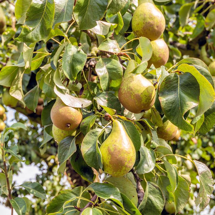 Produktbild Plant in a Box Pyrus communis 'Conference' - Birnenbaum (90 cm)