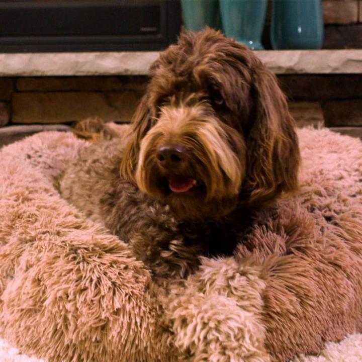 Produktbild MediaShop Peaceful Pooch M (Hund, Katze)
