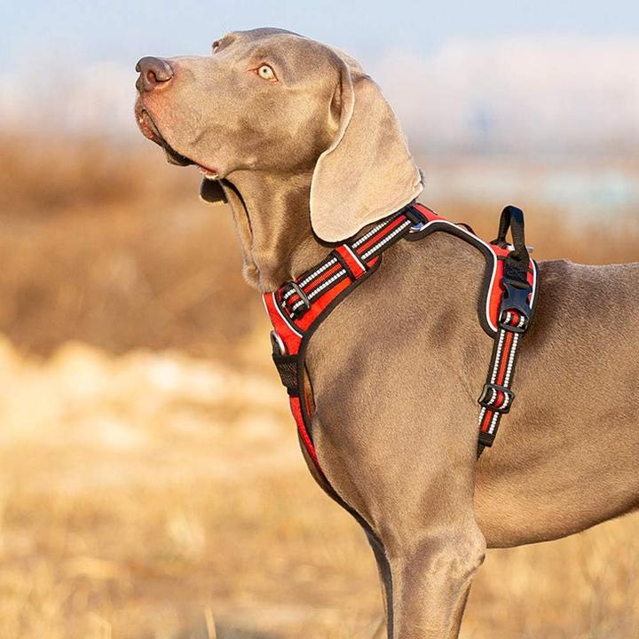 Immagine prodotto Truelove Pettorina per cani (S, Cane, Sport cane, Passeggiare, Generale)