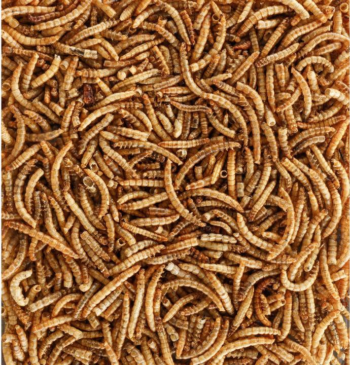 Produktbild Schweizer Eric Vogelfutter Mehlwürmer, 1.8 kg, Packungsgrösse: 1.8 kg (1 x, 1.80 kg)