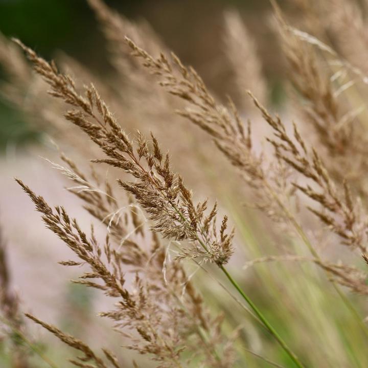 Produktbild Plant in a Box Calamagrostis x acutiflora 'Karl Foerster' - Waldstraussgras (40 cm)