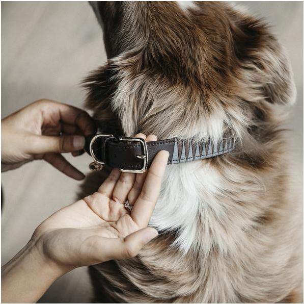 Produktbild Kentucky Dogwear Hundehalsband Triangle (S, Hund, Allgemein)