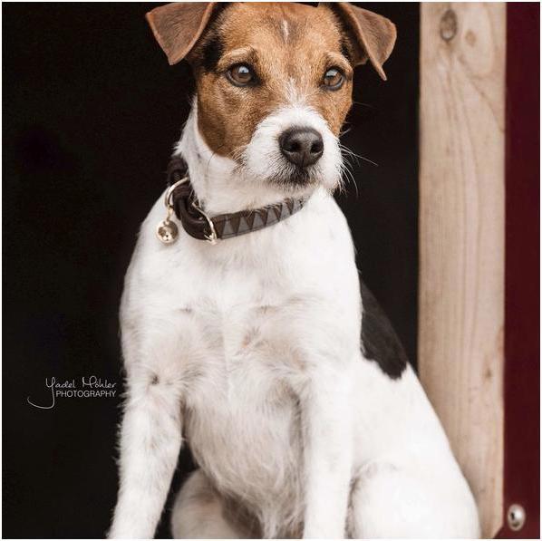 Produktbild Kentucky Dogwear Hundehalsband Triangle (S, Hund, Allgemein)