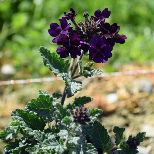 Actual product image Säntispracht Set of 4, The compact growing verbena - Verbena Cultivars Lascar Black Velvet (25 cm)