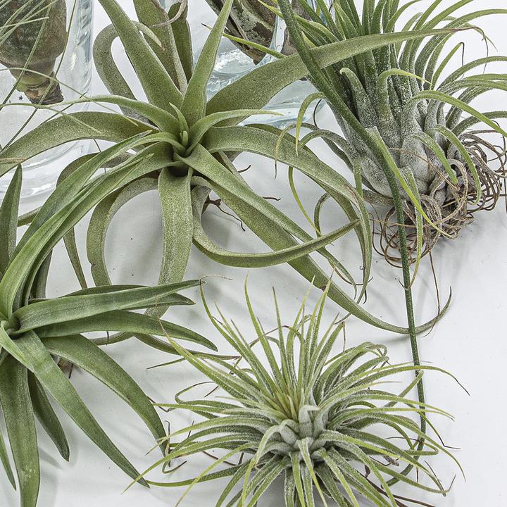 Produktbild Kakteen Gautschi Tillandsia-Set 2 (25 cm)