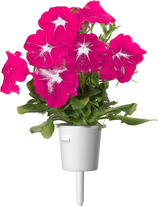 Produktbild Click and Grow Saatgut Pinke Petunie 3er-Pack (Pflanzensamen)