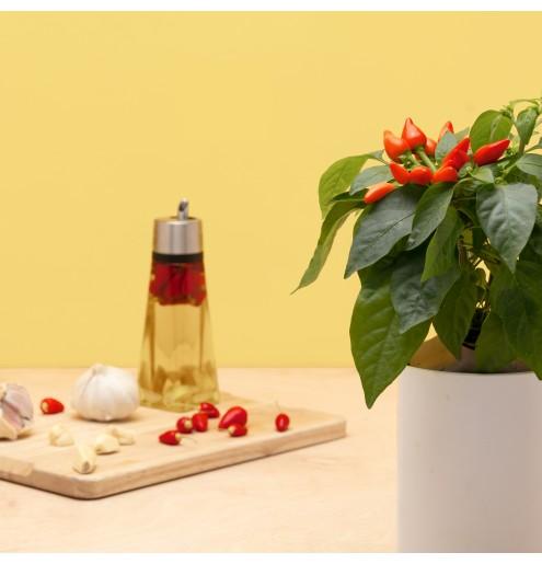 Produktbild Prêt à Pousser Mini-Chili (Gemüsesamen)
