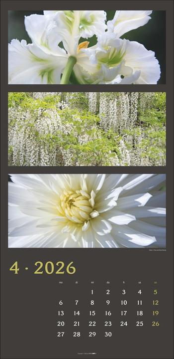 Produktbild Die Farben der Natur Kalender 2026 (33 x 68 cm, Deutsch)