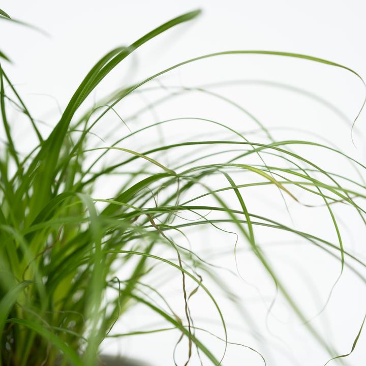Actual product image Plant in a Box Chlorophytum, Cyperus, Musa, Areca - Mixture of 4 Pet-friendly plants (25 cm)