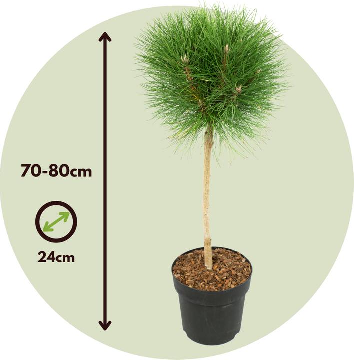 Produktbild Plant in a Box Pinus Summer Breeze - Zwergkiefer (70 cm)