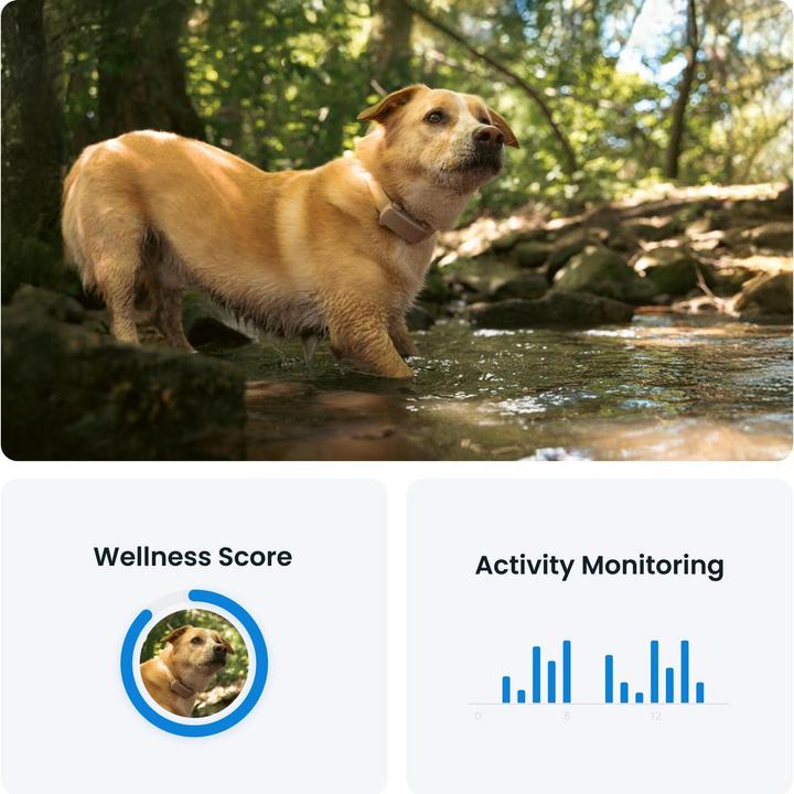Produktbild Tractive GPS Tracker Dog 6 (Hund)