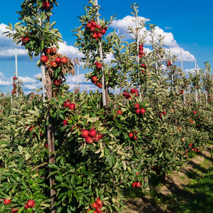 Produktbild Plant in a Box Malus 'Braeburn', Prunus avium, Pyrus 'Doyenne du Comice', Prunus domestica - 4er Mischung Obstbäum (70 cm)