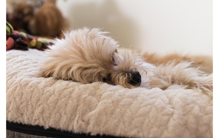 Actual product image Trend Pet Dog Bed Big Belly, Beige, S (Dog)