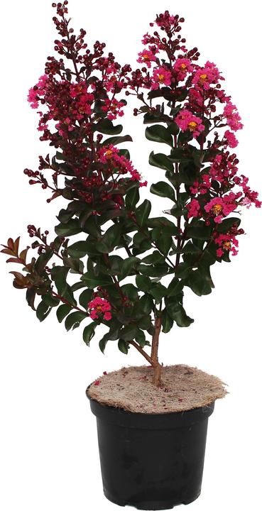 Produktbild Zulauf Kreppmyrte / Lagerstr. indica 'Dynamite'® (60 cm)