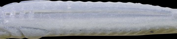 Caperlan 332800 (6.20 cm)