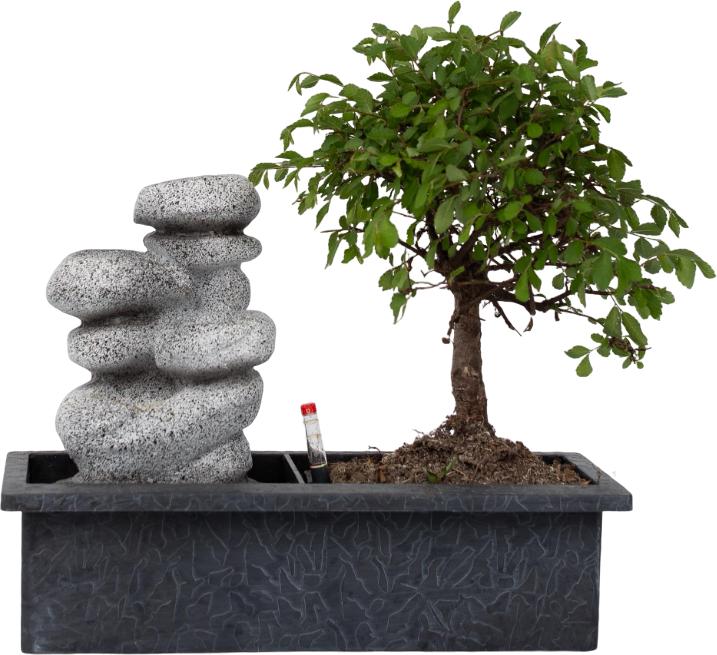 Produktbild Plant in a Box Bonsai Ligustrum, Carmona, Ficus Retusa, Syzygium, Sageretia - Bonsai Wassersystem Steine (25 cm)