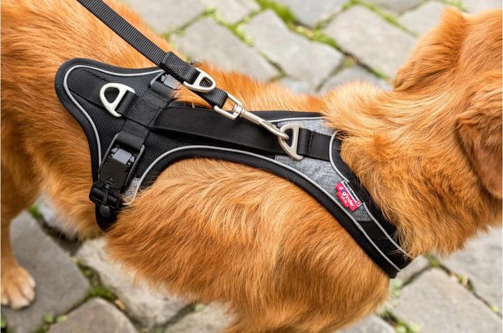 Actual product image Curli Harness Magnetic Belka Comfort (M, Dog, General)