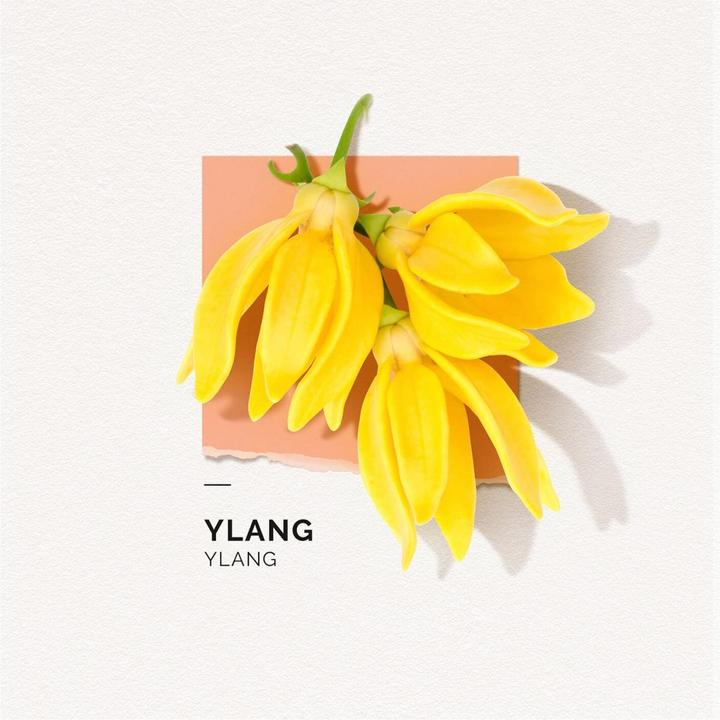 Produktbild Solinotes Ylang Ylang Eau de Parfum (Eau de Parfum, 50 ml)