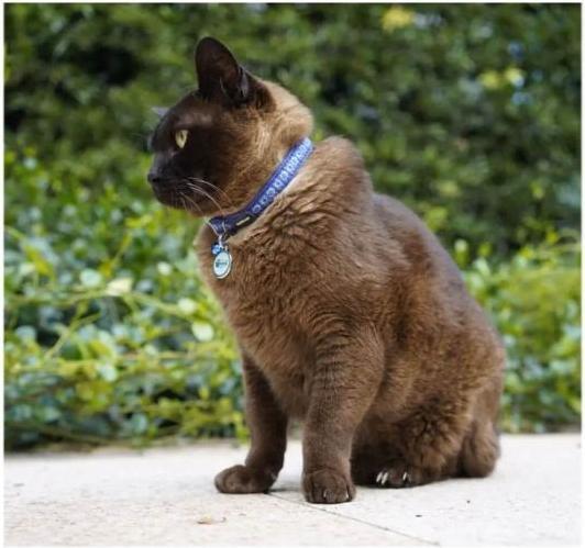 Actual product image Red Dingo Katzenhalsband Design Cosmos XS (XS, Cat, General)
