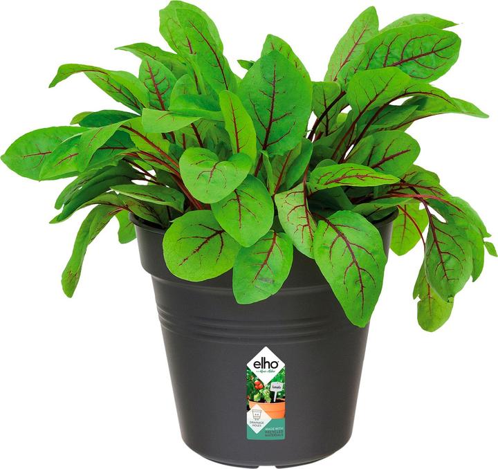 Produktbild Elho Green Basics (19 cm)