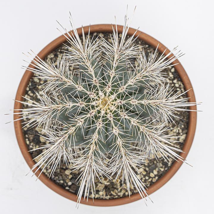 Immagine prodotto Kakteen Gautschi Pachycereus pringlei (45 cm)