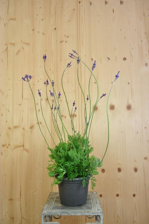 Produktbild Säntispracht Der kanarische Schmetterlings-Lavendel - Lavendula 'pinnata' (80 cm)