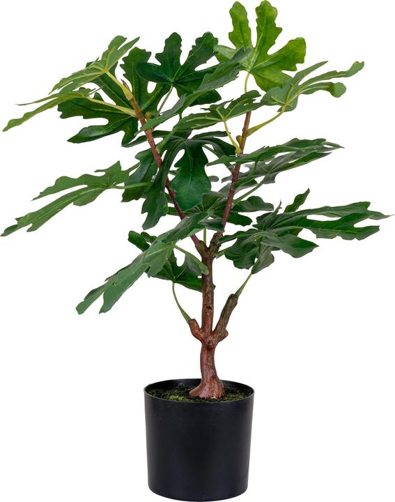 Actual product image House Nordic Fig (60 cm)