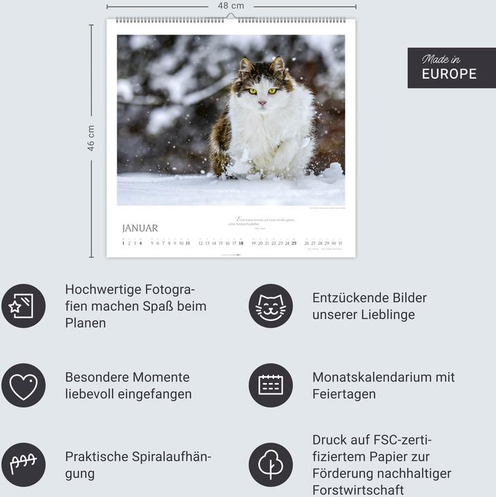 Produktbild Katzen - Diven auf Samtpfoten Kalender 2026 (48 x 46 cm, Deutsch, Englisch)