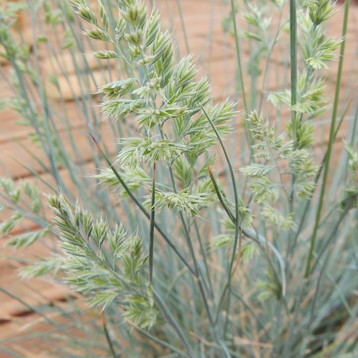 Produktbild Zulauf Blau-Schwingel / Festuca glauca (20 cm)