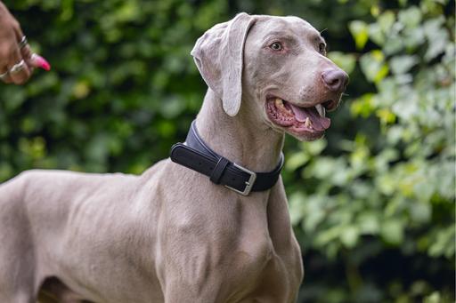 Produktbild Beeztees Bz Balacron Halsband Ax Schwz (36, 37, 38, 39, 40, 41, 42, 43, 44, Hund, Hundesport)