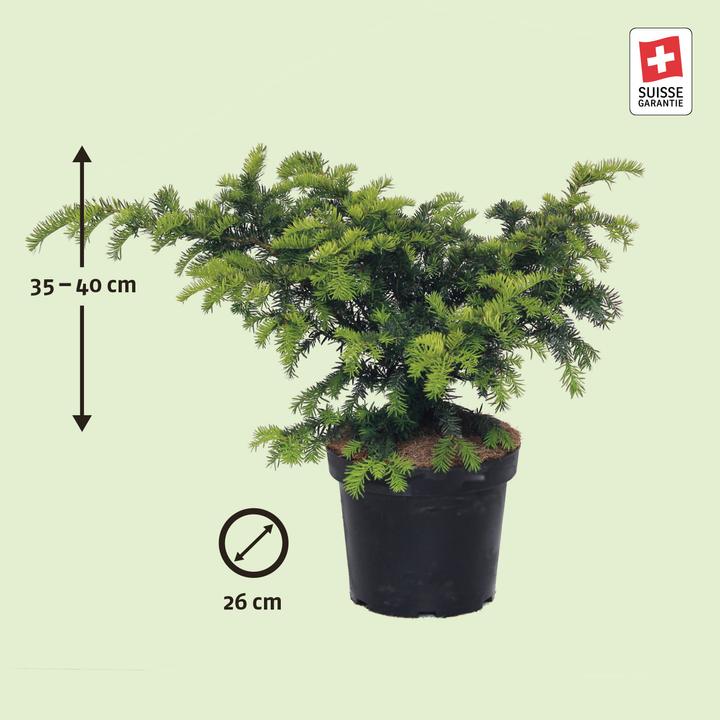 Image du produit Zulauf Kissen-Eibe / Taxus bac. 'Repandens' (40 cm)