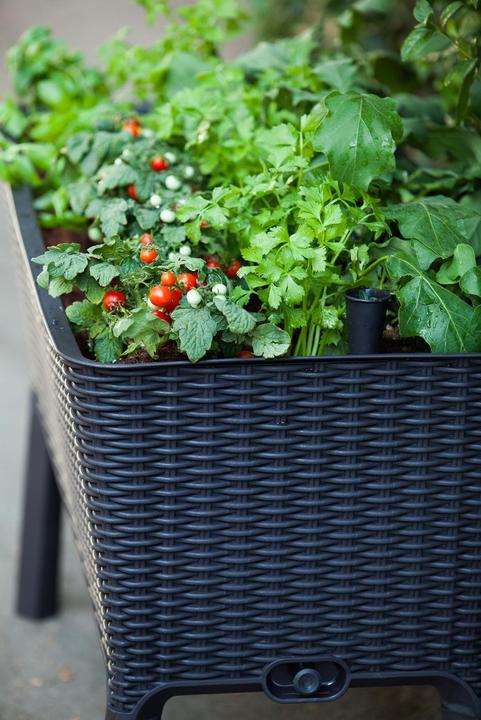 Actual product image Keter Easy Growing