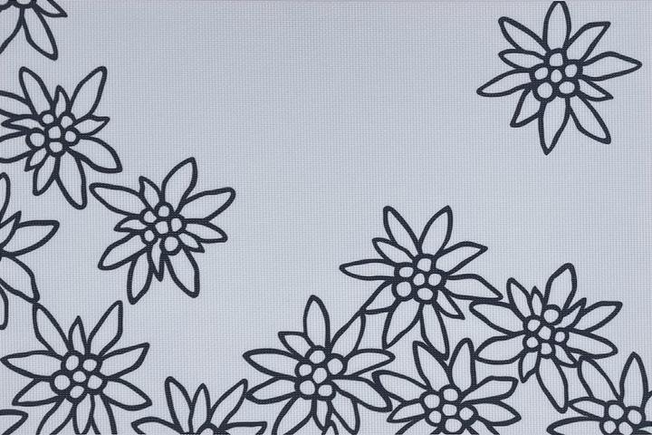 Produktbild Heidi Cheese Line Tischset Edelweiss 45x30 cm weiss mit schwarzem Umriss der Blume (45 x 30 cm)