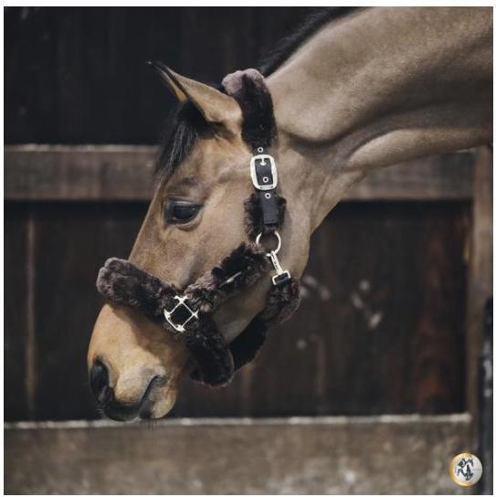 Image du produit Kentucky Horsewear Licol en peau d'agneau