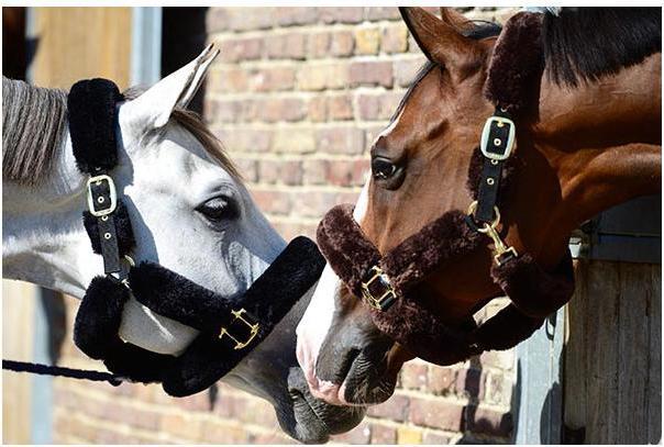 Image du produit Kentucky Horsewear Licol en peau d'agneau