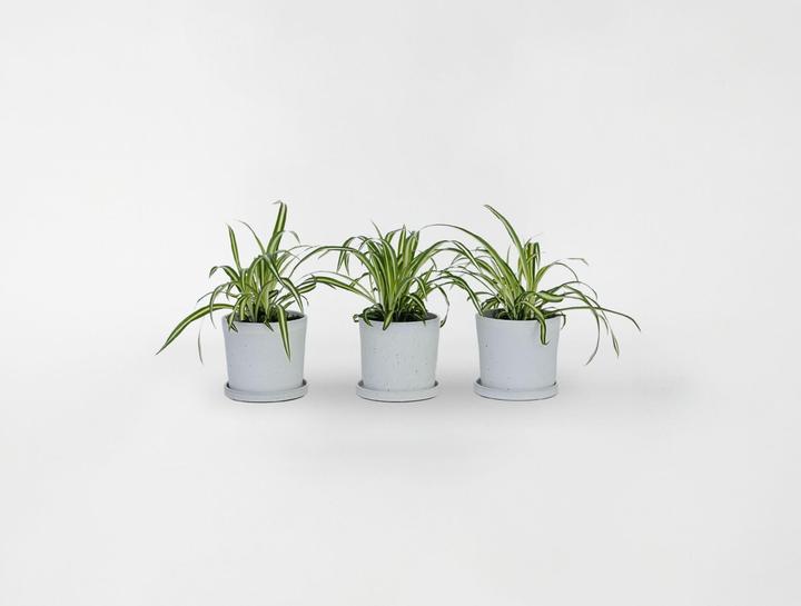 Produktbild Plant in a Box Chlorophytum comosum 'Atlantic' - 6er Set Grünlilie (25 cm)