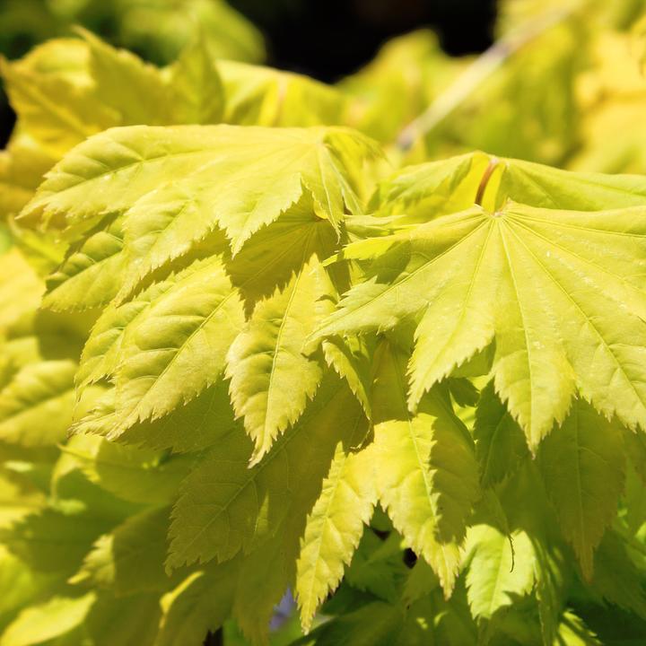 Produktbild Zulauf Japanischer Fächer-Ahorn / Acer shirasawanum 'Aureum' (60 cm)